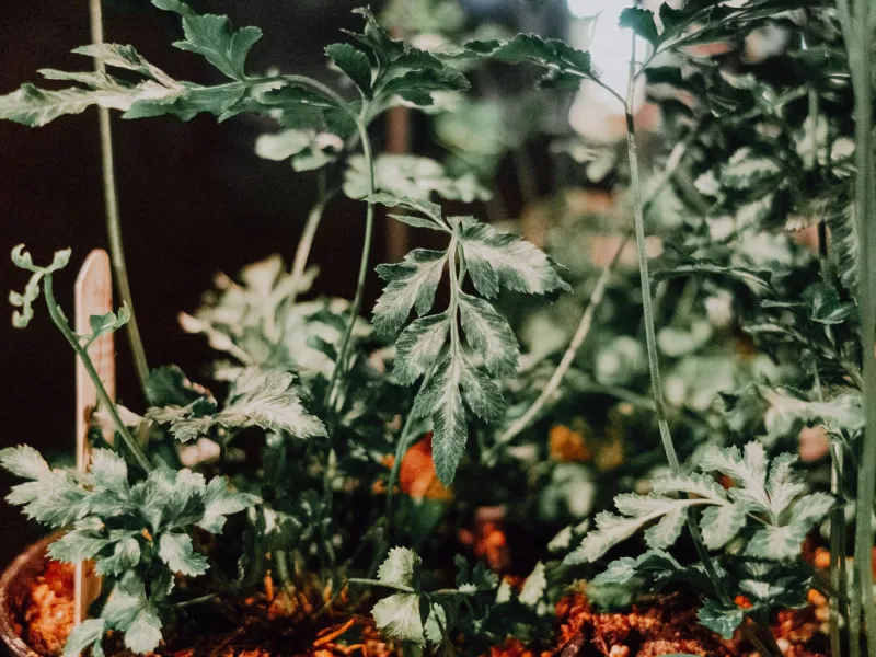 Confessions of a Serial Plant Killer: How an ESP32 Finally Kept My Ferns Alive
